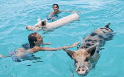 Bahamas Travel Guide